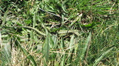SX04379 Female Common or Viviparous Lizard (Lacerta vivipara).jpg